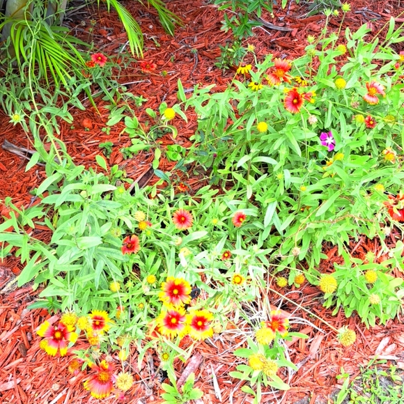 FREE GIFT Seeds with Purchase! - Picture 11 of 11